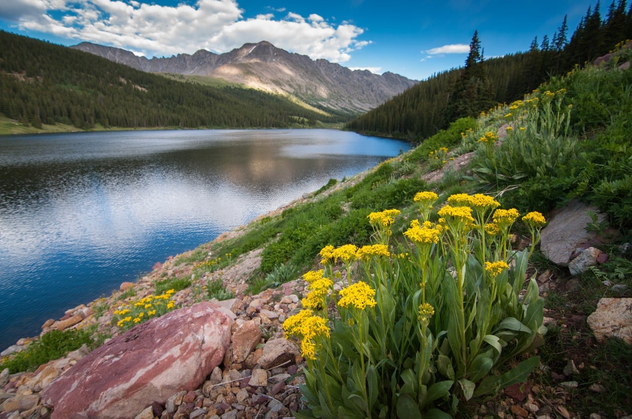 Hiking spot with flowers with the Colorado River and Rocky Mountains in the background